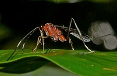 Cryptinae