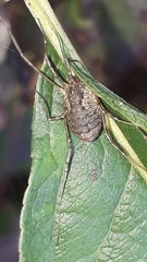 Oligolophus tridens
