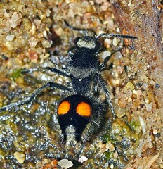 Traumatomutilla incerta