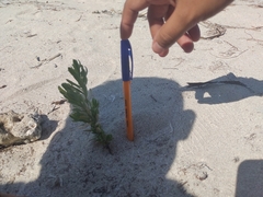 Suriana maritima
