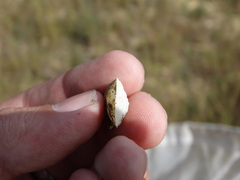 Helicigona lapicida
