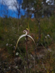 Caladenia venusta