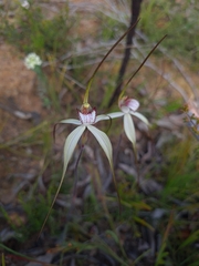 Caladenia venusta