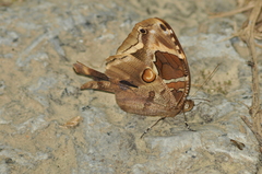 Opoptera aorsa