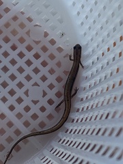 Eurycea quadridigitata