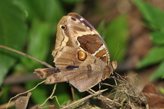 Opoptera aorsa
