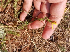 Jamesbrittenia aurantiaca