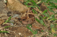 Opoptera aorsa