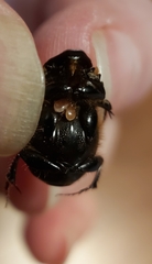 Onthophagus