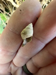 Bulimulus guadalupensis