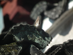 Charaxes