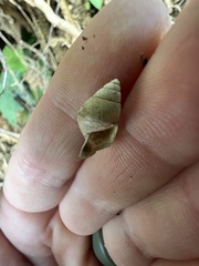 Bulimulus guadalupensis