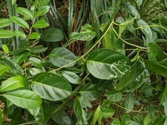 Parsonsia alboflavescens