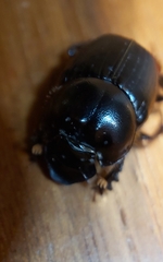Onthophagus