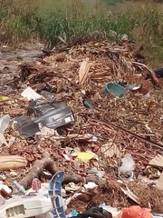 Cyanocorax yucatanicus