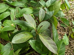 Parsonsia alboflavescens