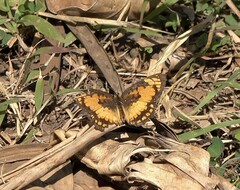 Byblia anvatara