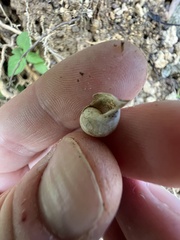 Bulimulus guadalupensis