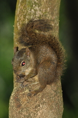 Sciurus aestuans