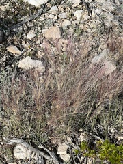 Cynodonteae