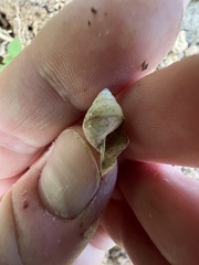 Bulimulus guadalupensis