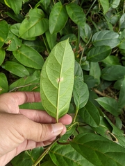 Parsonsia alboflavescens