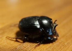 Onthophagus