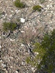 Cynodonteae
