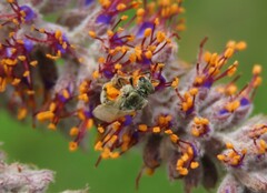 Lasioglossum pilosum