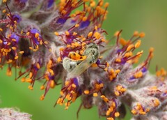 Lasioglossum pilosum