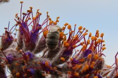 Lasioglossum pilosum