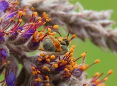 Lasioglossum pilosum