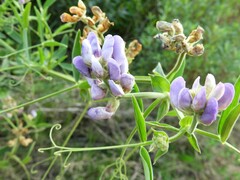 Lathyrus pubescens