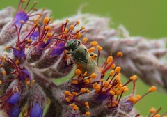 Lasioglossum pilosum