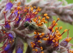 Lasioglossum pilosum