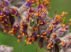 Lasioglossum pilosum
