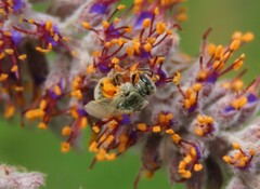 Lasioglossum pilosum
