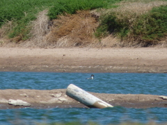 Podiceps occipitalis