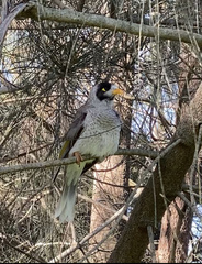 Manorina melanocephala