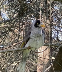 Manorina melanocephala