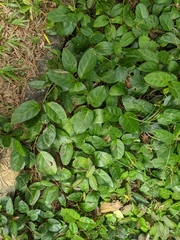 Parsonsia alboflavescens