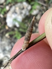 Brachypodella riisei