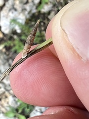 Brachypodella riisei