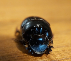 Onthophagus