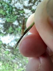 Brachypodella riisei