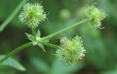 Sanicula marilandica