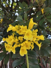 Tecoma stans