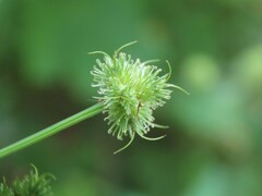 Sanicula marilandica