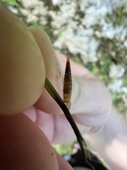 Brachypodella riisei