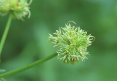 Sanicula marilandica